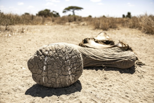 Une patte d'éléphant, reste d'une carcasse décomposée, le 12 août 2026, dans la réserve de Kimana, près du parc national kényan d'Amboseli — SIMON MAINA / AFP