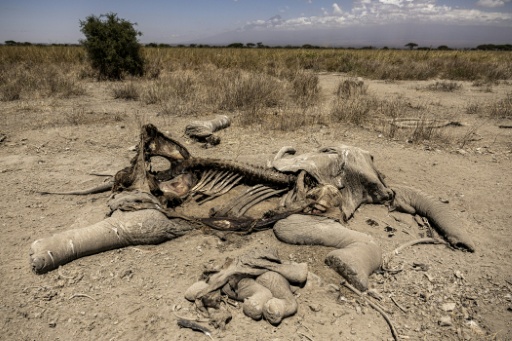 Une carcasse d'éléphante git le 12 août 2026 dans la réserve de Kimana, près du célèbre parc national kényan d'Amboseli — SIMON MAINA / AFP