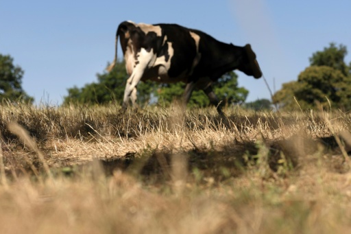 Nouveau virus chez les vaches suisses, françaises et allemandes: "l'incroyable" vitesse de la recherche
