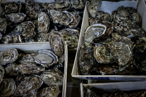 Polizei in Australien sucht Austernbdiebe - Muscheln im Wert von mehr als 200.00 Euro gestohlen