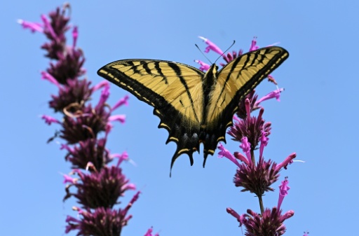 Schmetterling
