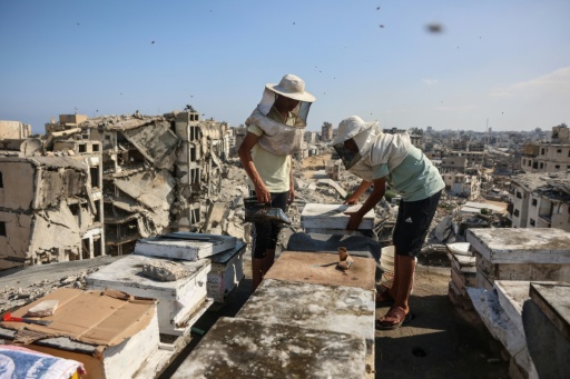 Gaza beekeeper starts again on rooftop amid ruins of war