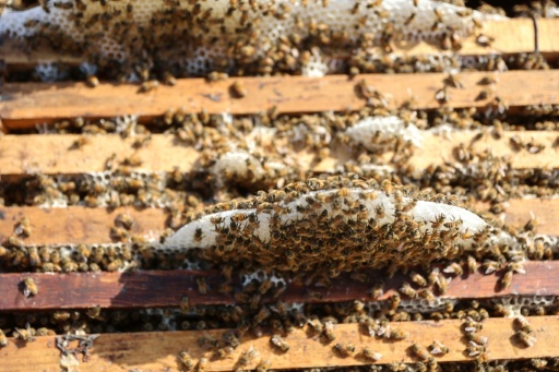 Only around 35 of Ibrahim Al-Dabba's hives remain — Omar AL-QATTAA / AFP