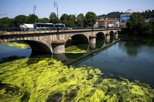Algae fed by farm waste carpet Italy's warm River Po