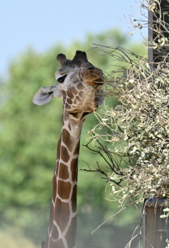 The giraffes got stressed and stopped eating — JAVIER SORIANO / AFP