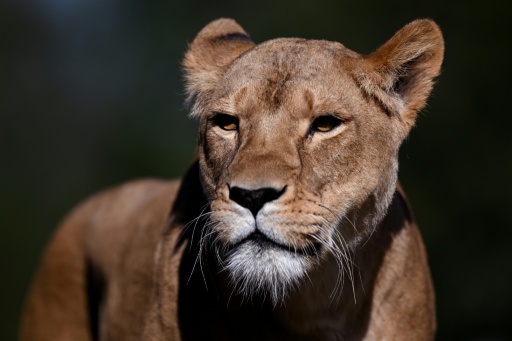 Vermutlich Hitzschlag: Drei Löwinnen in Zoo in Tokio gestorben