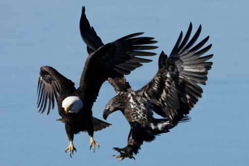 El gobierno de Trump debilita aún más la protección de especies en peligro de extinción en EEUU