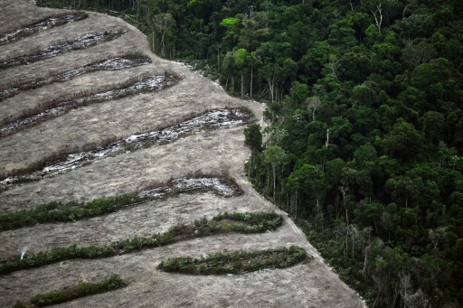 Collapse of Amazon soy pact to unleash new deforestation: study