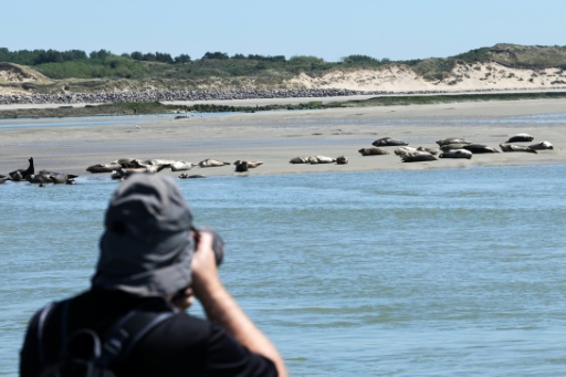 Un touriste photographie des phoques dans la baie d'Authie, près de Berck-sur-Mer (Pas-de-Calais) le 26 mai 2026 — Francois LO PRESTI / AFP