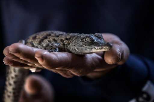 Diez cocodrilos del Nilo nacen en parque de animales francés debido a las sucesivas olas de calor