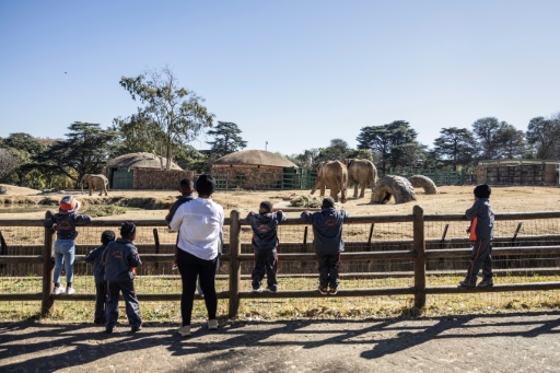 The last trio: S.Africa's zoo elephants await their fate