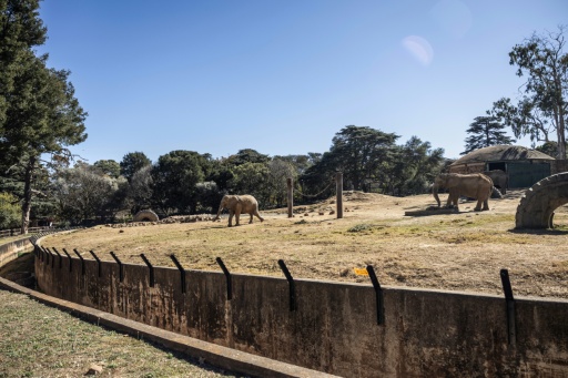 The zoo says it enables school children, especially from poorer backgrounds, to see elephants in real life — Phill MAGAKOE / AFP