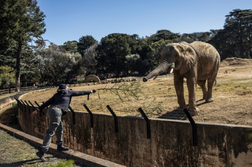 Johannesburg City Parks and Zoo does not want the trio freed, saying they are suited to captive life — Phill MAGAKOE / AFP