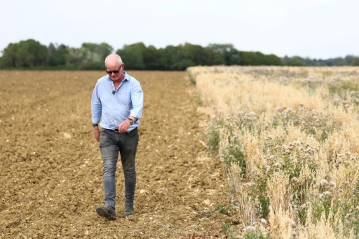 La sequía de las tierras agrícolas en Reino Unido amenaza la seguridad alimentaria