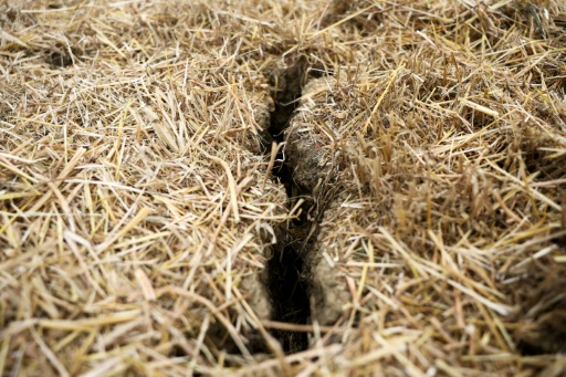 Suelo resquebrajado por la intensa sequía que afecta a Reino Unido, en la granja Shimpling Park, en Bury Saint Edmunds (este de Inglaterra), el 4 de agosto de 2026 — Toby Shepheard / AFP