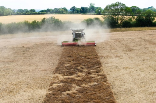 Una cosechadora trabaja en un campo castigado por la sequía, en la granja Shimpling Park, en Bury Saint Edmunds, en el este de Inglaterra, el 4 de agosto de 2026 — Toby Shepheard / AFP