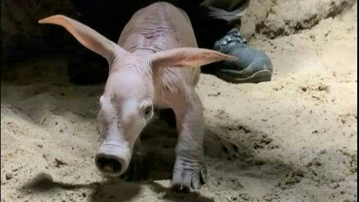 Berlim dá boas-vindas a bebê de aardvark