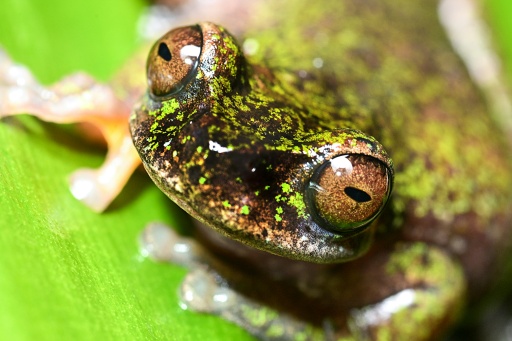 Nocturnal 'coffee frog' discovered in Costa Rica