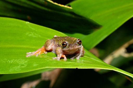 Nicknamed the 'coffee frog,' the species has another distinctive trait: males have a translucent throat that inflates with their short, high-pitched call  — Ezequiel BECERRA / AFP