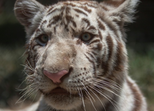 La population de tigres continue d'augmenter au Népal, avec 429 individus