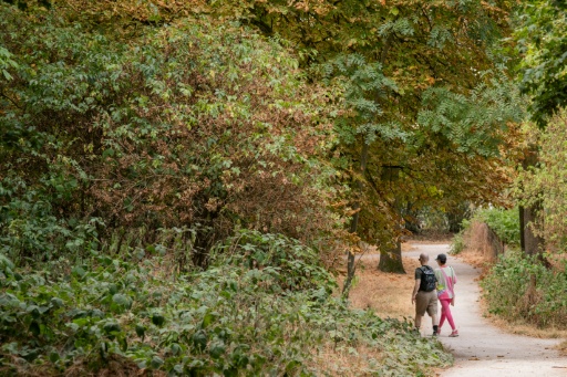 Dans les massifs forestiers, l'ONF mesure la sécheresse des végétaux pour prévenir les incendies