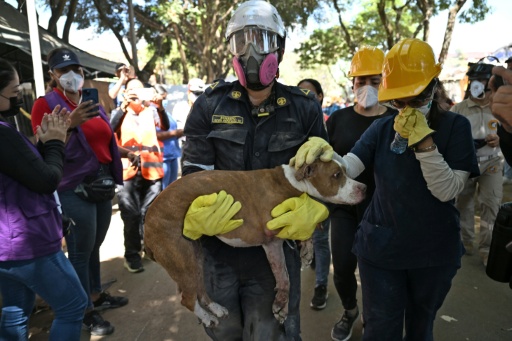 Un perro es trasladado tras ser rescatado de entre los escombros en Cali (Colombia), el 13 de agosto de 2026, tres días después de un terremoto de magnitud 7,4. — Raul ARBOLEDA / AFP