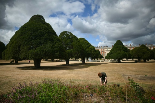 Trees 'giving up': climate change hammers historic English gardens