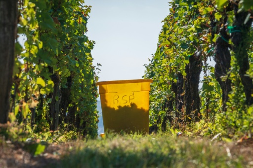 "On bat tous les records": début des vendanges mardi en Alsace