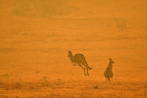 A kangaroo jumps in a field amidst smoke from a bushfire in Snowy Valley on the outskirts of Cooma on January 4, 2020 — SAEED KHAN / AFP
