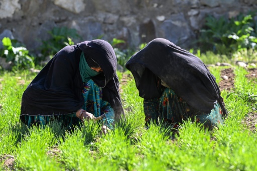 المزارعتان الأفغانيّتان حبيبة (يسارا) وشقيقتها بيبي جان أثناء عملهما في حقل قمح في قرية اشتيـوي في منطقة بارون بأفغانستان في الثامن من حزيران/يونيو 2026