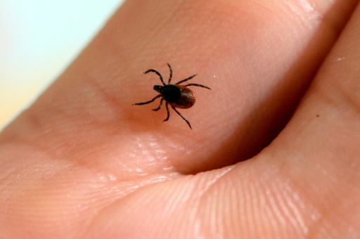 EU to study potential vaccine for Lyme disease: companies