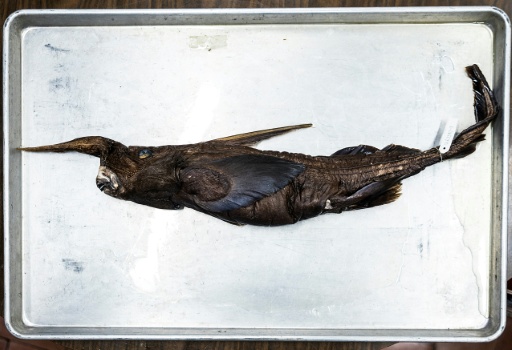 New species of ghost shark may have been found in Costa Rica
