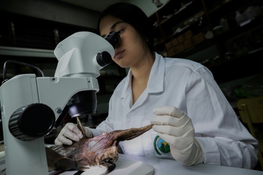 Naidely Vidaurre Quesada, a biology student at the University of Costa Rica, examines the newly discovered Costa Rican ghost shark
