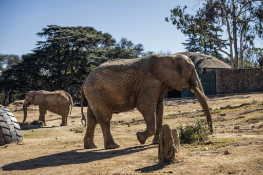 Les derniers éléphants du zoo de Johannesburg au coeur d'une féroce bataille judiciaire