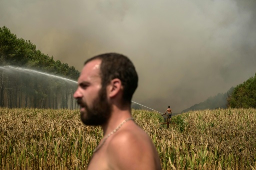 Firefighters spent hours hosing gallons of water onto the forest edge while standing amid the crops — Ed JONES / AFP