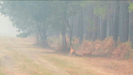 Incendie en Gironde: des chevreuils tentent d'échapper aux flammes