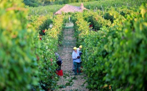 Des vendanges en juillet, du jamais-vu dans le nord de l'Italie
