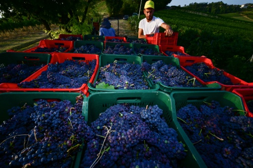 Un ouvrier agricole vendange des raisins de Pinot Noir dans les vignobles du domaine Defilippi - i Gessi, situé dans le petit village d’Oliva Gessi, sur les collines verdoyantes de l’Oltrepò Pavese, dans le nord de l’Italie, le 30 juillet 2026 — Stefano RELLANDINI / AFP