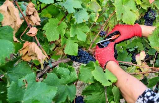 Un ouvrier agricole vendange des raisins de Pinot Noir dans les vignobles du domaine Defilippi - i Gessi, dans le petit village d’Oliva Gessi, situé sur les collines verdoyantes de l’Oltrepò Pavese, dans le nord de l’Italie, le 30 juillet 2026 — Stefano RELLANDINI / AFP