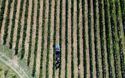 'Abnormal heat is a symptom of climate change which (we) must take into account,' says Castellani — Stefano RELLANDINI / AFP