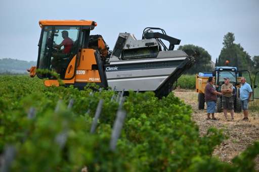 Gleyzes had to uproot 30% of his vines in 2025 after 2 years of acute drought in Mediterranean France — Lionel BONAVENTURE / AFP
