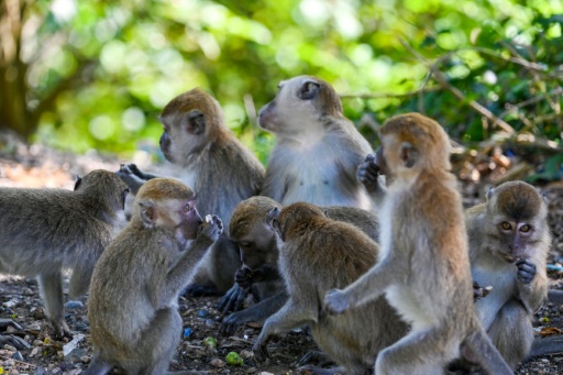 Indonesia atrapa a un mono para poner fin a ola de agresiones que dejó 18 heridos
