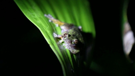 Nocturna y cafetera, la nueva especie de rana descubierta en Costa Rica