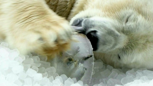 Au zoo de Prague, de la glace pour affronter la canicule