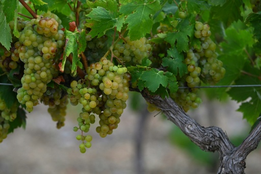 Flou sur les vendanges 2026, bousculées par les canicules et la sécheresse