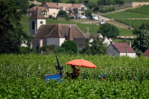 Un viticulteur se protège du soleil sous un parasol tout en travaillant dans les vignes de Gevrey-Chambertin, en Bourgogne, le 28 mai 2026, alors qu'une vague de chaleur frappe le pays — ARNAUD FINISTRE / AFP