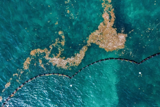 Cette vue aérienne montre des sargasses flottant près d'une barrière de confinement dans la mer des Caraïbes, au large de Puerto Morelos, dans l'État de Quintana Roo (Mexique), le 6 août 2026 — Alfredo ESTRELLA / AFP