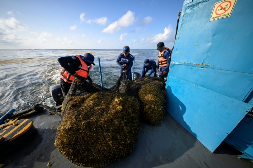 Des membres de la marine mexicaine manipulent des sacs remplis de sargasses récoltées à bord d'un navire de collecte, au large de Puerto Morelos, dans l'État de Quintana Roo (Mexique), le 6 août 2026 — Alfredo ESTRELLA / AFP