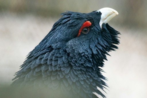 Un grand tétras (Tetrao urogallus), le 18 avril 2023, à Rhodes, en Moselle — Martin LELIEVRE / AFP