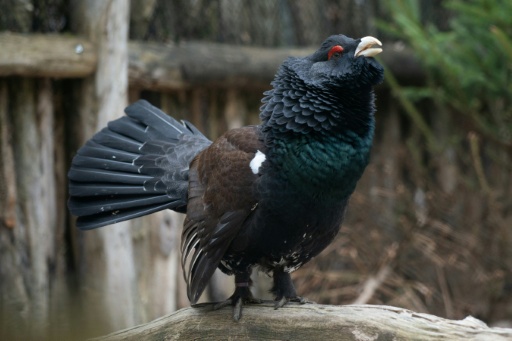 Un grand tétras (Tetrao urogallus), le 18 avril 2023, à Rhodes, en Moselle — Martin LELIEVRE / AFP